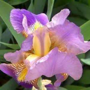 Meet your Posher, Liz